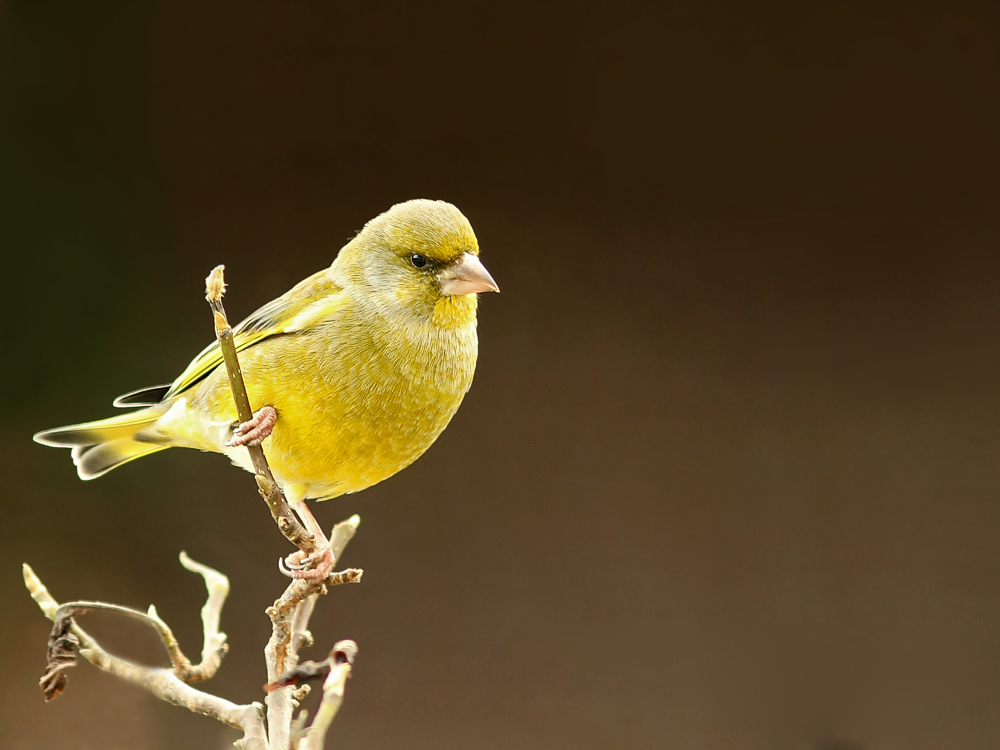 "Gelbfink" Foto & Bild tiere, wildlife, wild lebende vögel Bilder auf