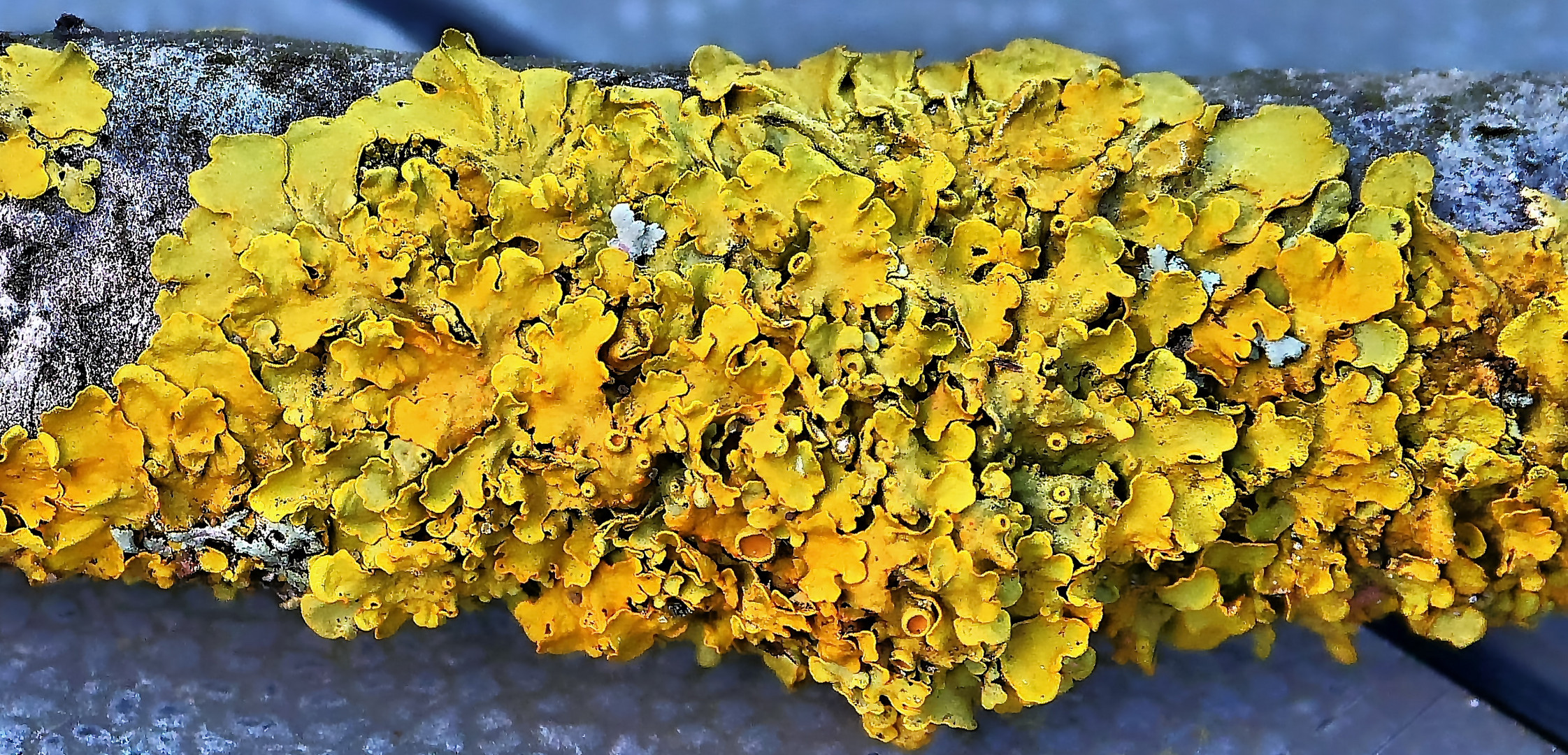 Gelbflechte: Symbiotische Lebensgemeinschaft aus Pilz und Alge