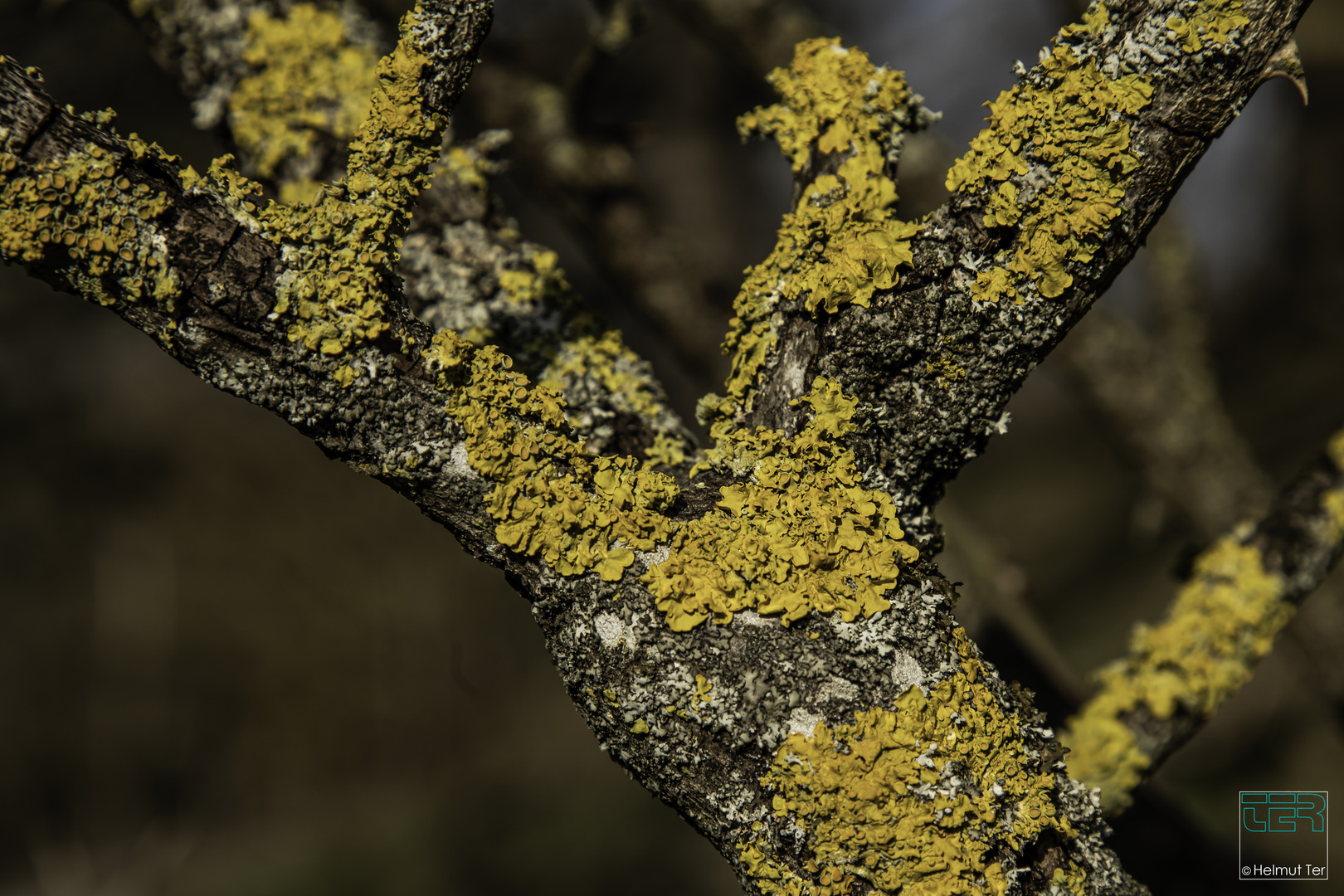 Gelbflechte - Xanthoria parietina