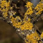 Gelbflechte - Xanthoria parietina