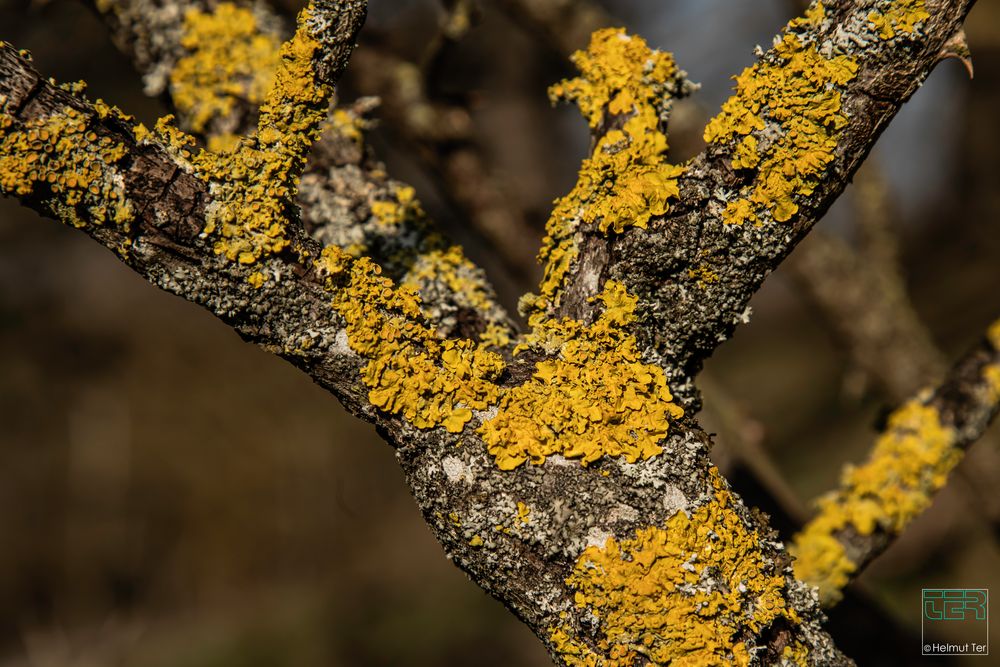 Gelbflechte - Xanthoria parietina