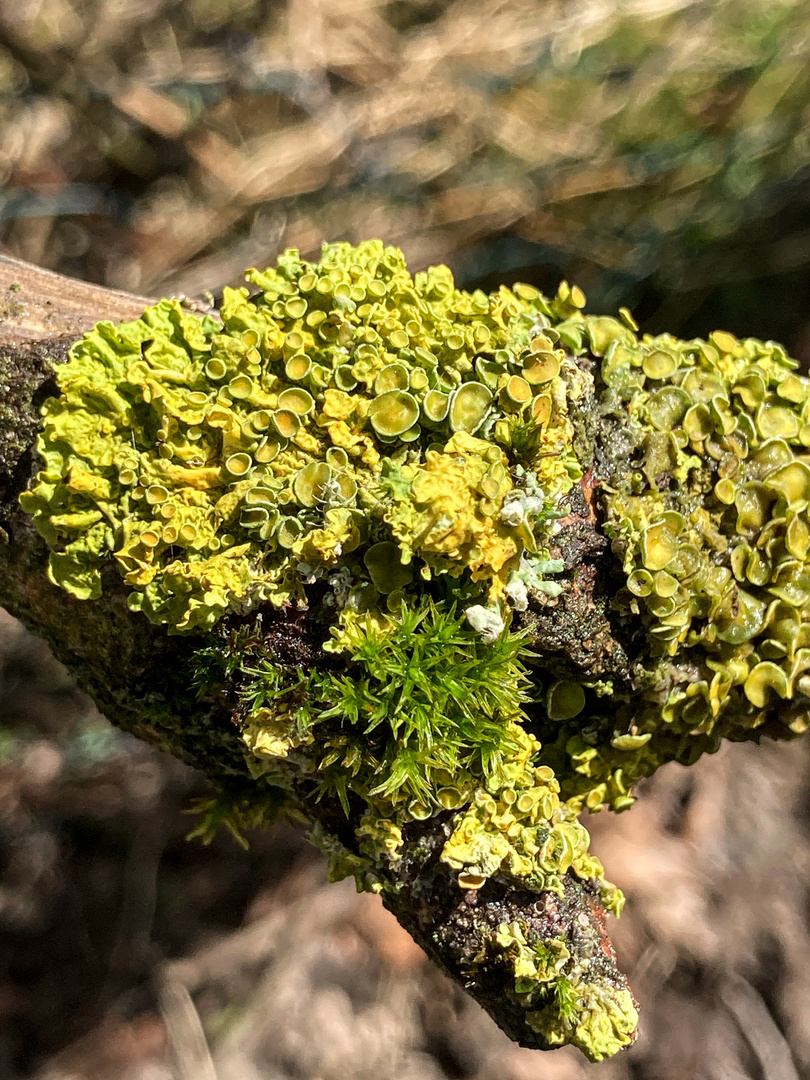 Gelbflechte Xanthoria parietina