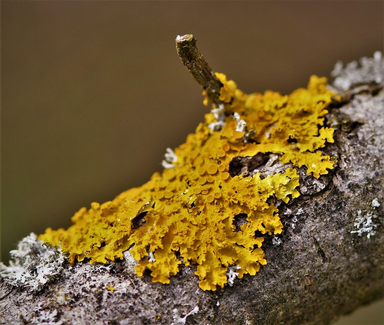  Gelbflechte (Xanthoria parietina)