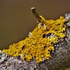  Gelbflechte (Xanthoria parietina)