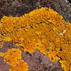 Gelbflechte, Xanthoria parietina