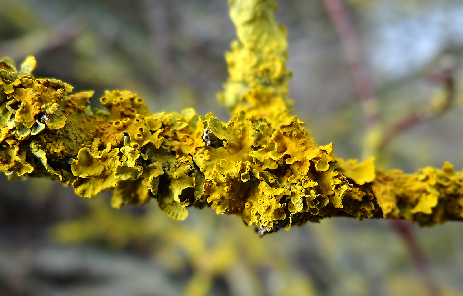 Gelbflechte (Xanthoria parietina)