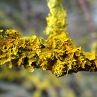 Gelbflechte (Xanthoria parietina)