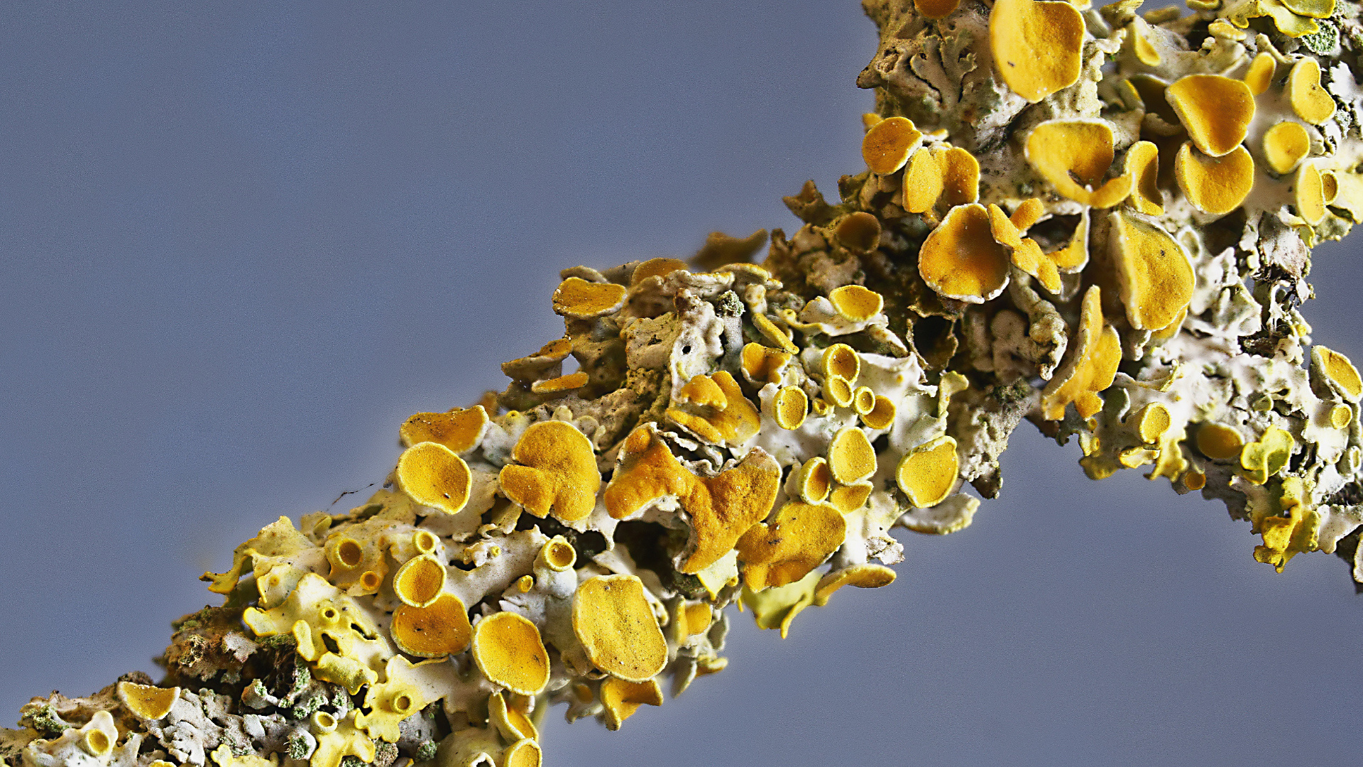 Gelbflechte (Xanthoria-parietina) I