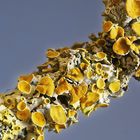 Gelbflechte (Xanthoria-parietina) I