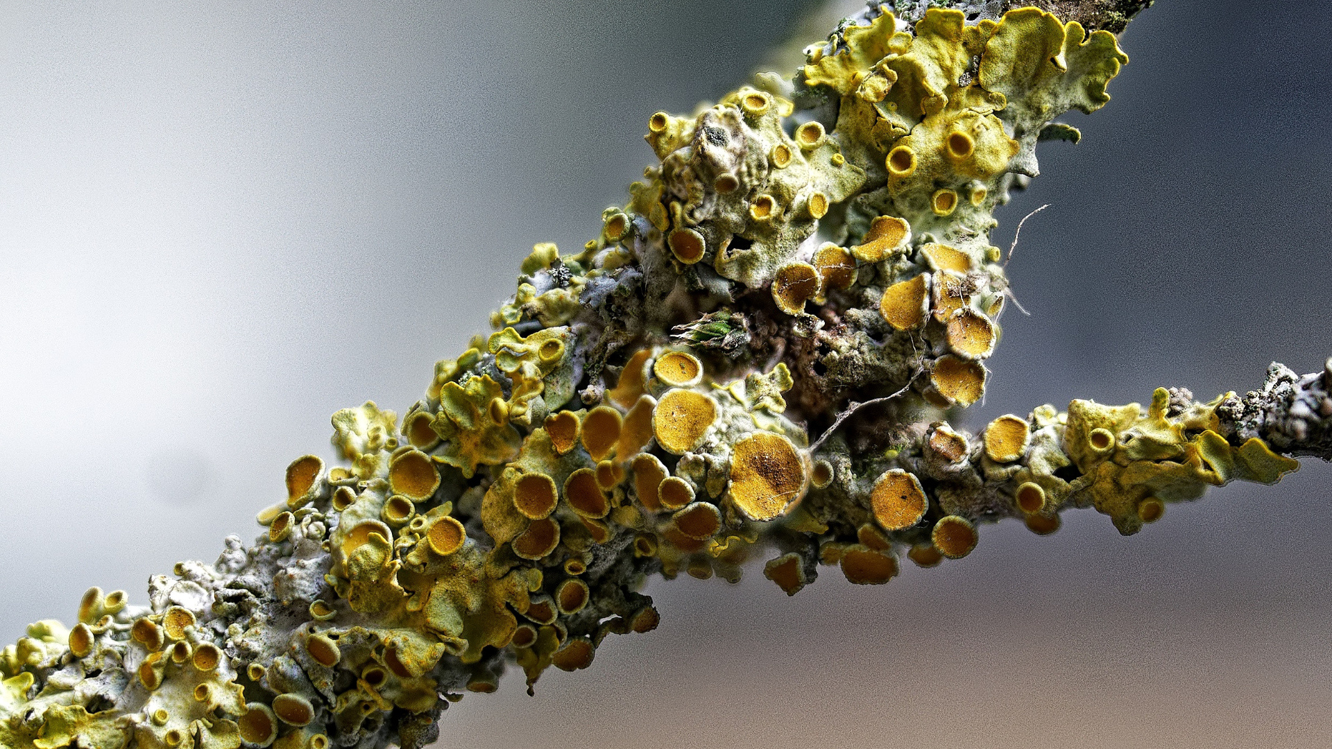 Gelbflechte (Xanthoria-parietina) II