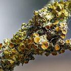 Gelbflechte (Xanthoria-parietina) II