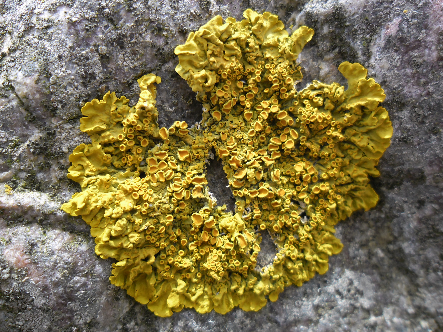 Gelbflechte (Xanthoria parietins)