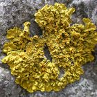 Gelbflechte (Xanthoria parietins)