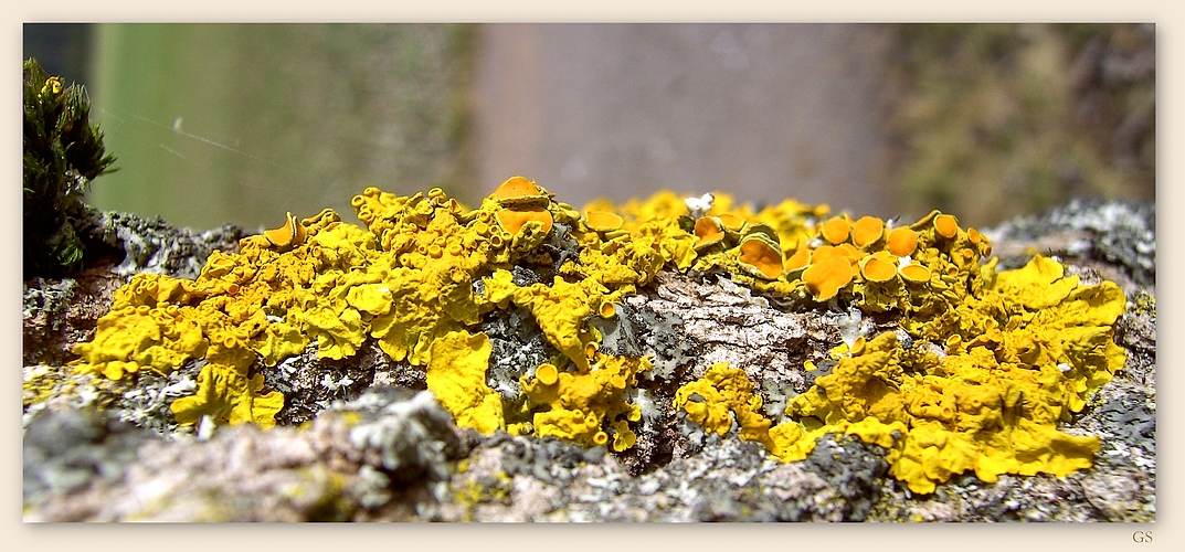 Gelbflechte (Xanthoria paritina)