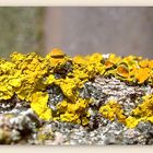 Gelbflechte (Xanthoria paritina)