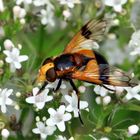 Gelbfleck-Hummelschwebfliege, weiblich