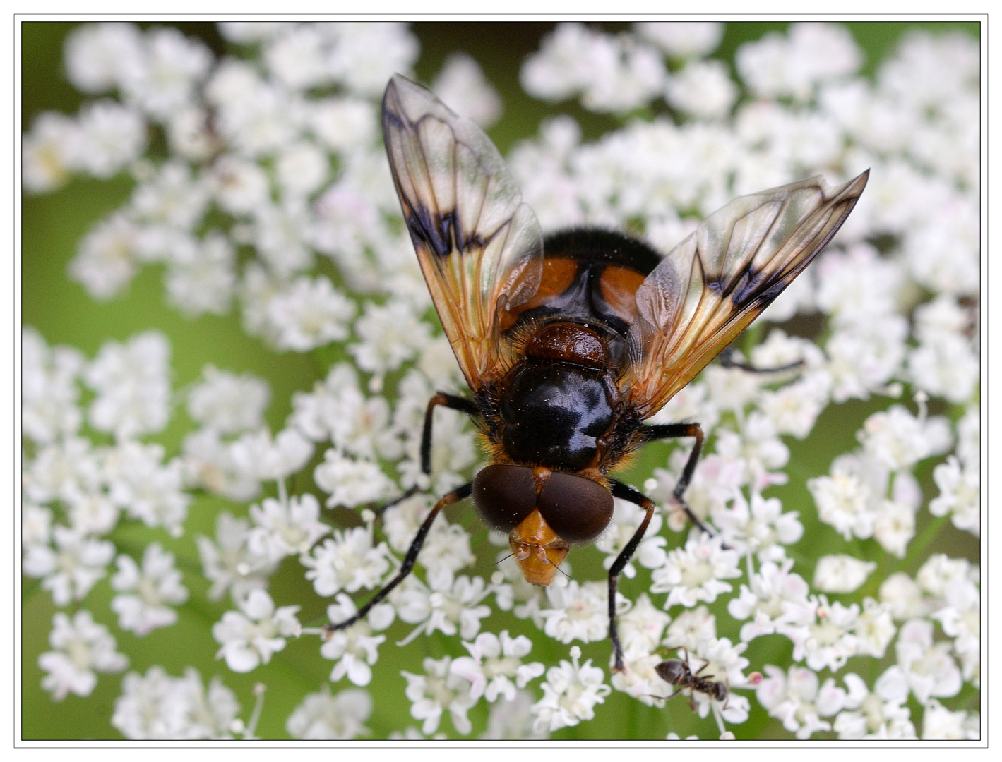 Gelbfleck-Waldschwebfliege - 1