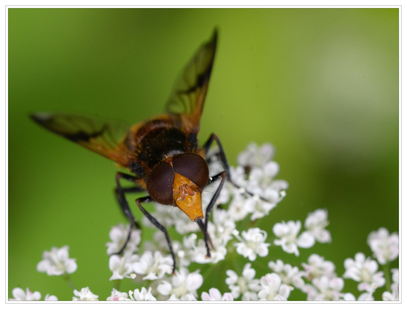 Gelbfleck-Waldschwebfliege - 2