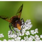 Gelbfleck-Waldschwebfliege - 2