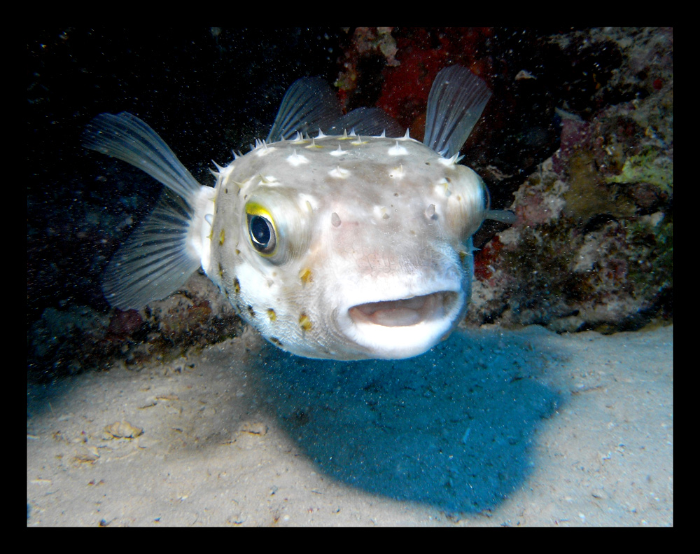 GelbfleckenIgelfisch Foto & Bild unterwasser, uwsalzwasser, natur