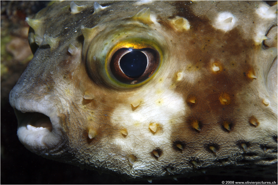 Gelbflecken-Igelfisch