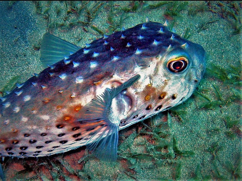 GelbfleckenIgelfisch Foto & Bild world, meer, natur Bilder auf