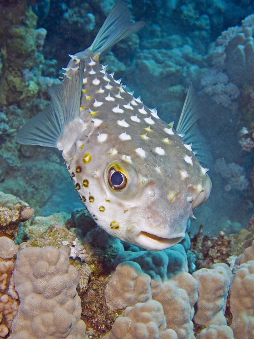 Gelbflecken-Igelfisch (Cyclichthys spilostylus)