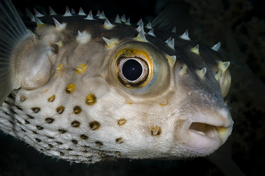 Gelbflecken-Igelfisch