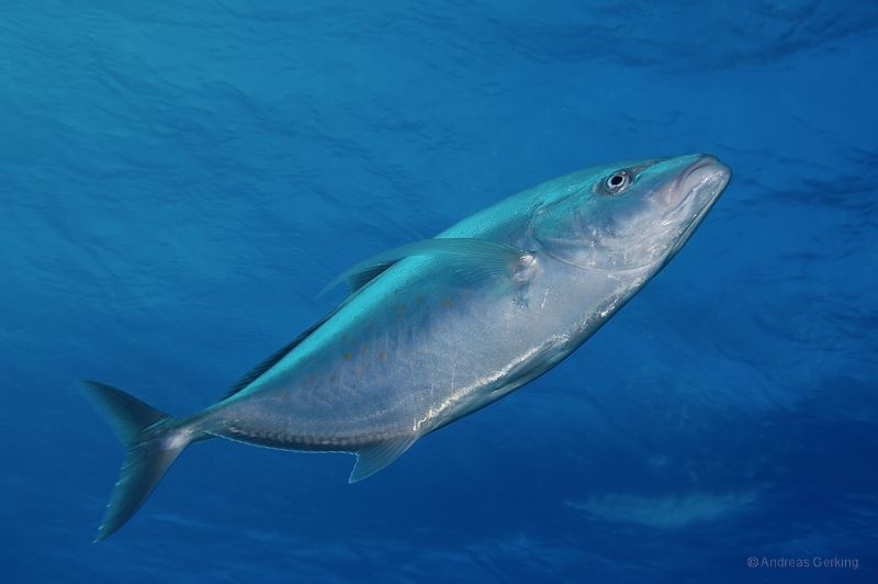 Gelbflecken-Stachelmakrelen (Carangoides fulvoguttatus)