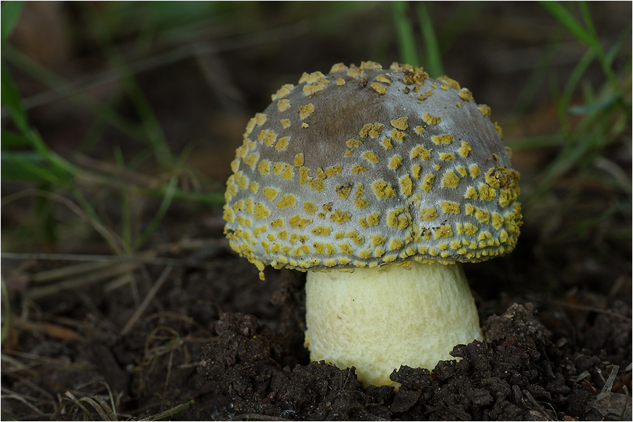 Gelbflockiger Wulstling (Amanita franchetii)