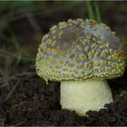 Gelbflockiger Wulstling (Amanita franchetii)