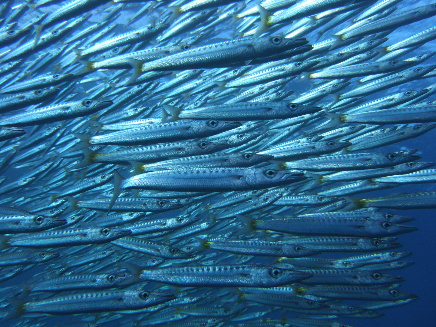 Gelbflossen-Barrakuda-Fischsuppe