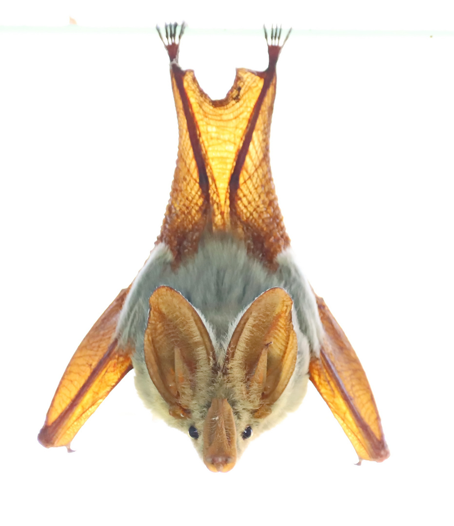 Gelbflügelfledermaus (Lavia frons) Foto & Bild natur, afrika, tiere