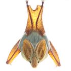 Gelbflügelfledermaus (Lavia frons)