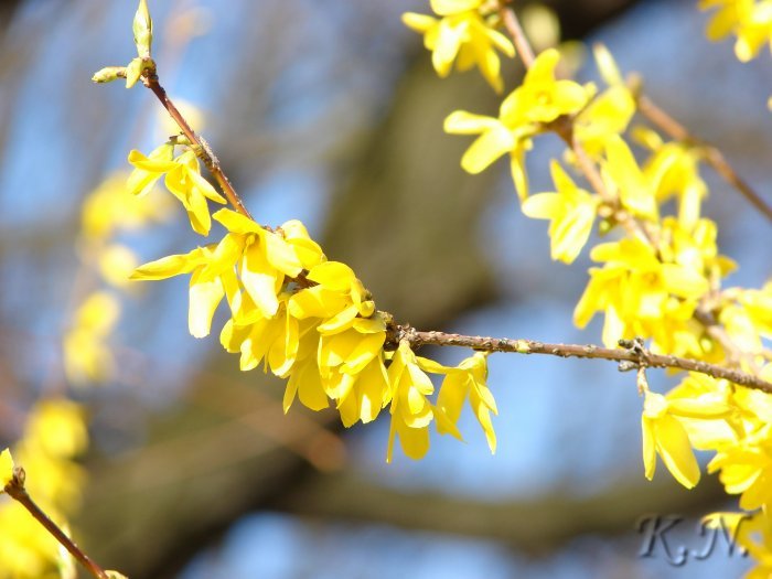 Gelbfrühling