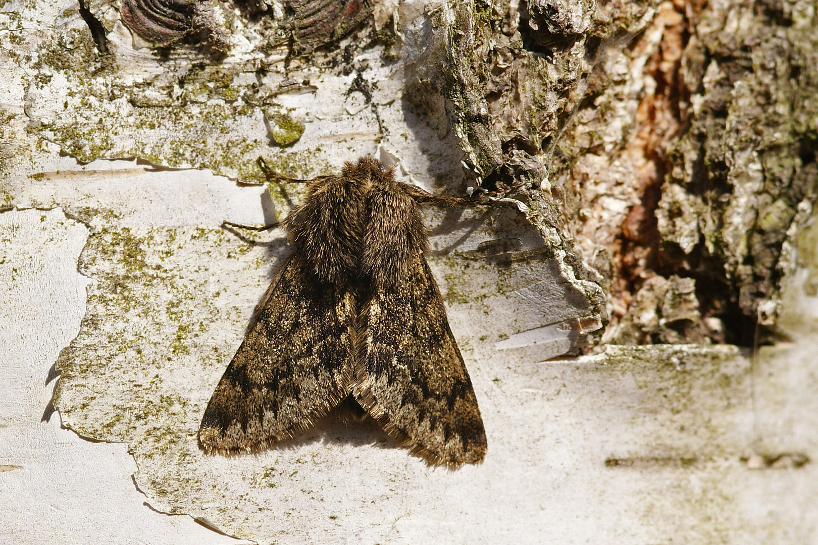 Gelbfühler Dickleibspanner (Apocheimer hispidaria), Männchen.