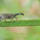 Gelbfüßige Kamelhalsfliege (Dichrostigma flavipes)