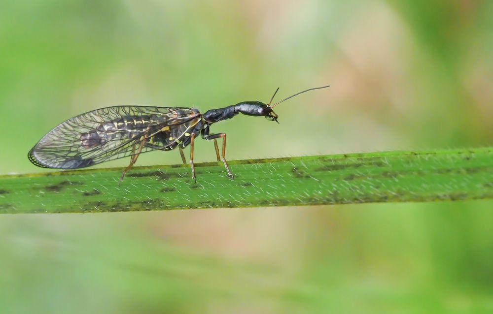 Gelbfüßige Kamelhalsfliege (Dichrostigma flavipes)