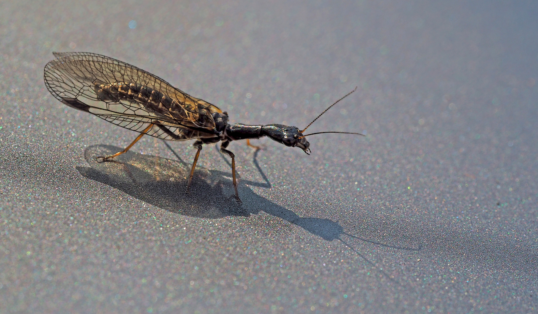 Gelbfüssige Kamelhalsfliege (Dichrostigma flavipes) - Une raphidie.