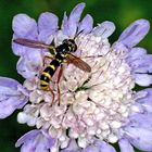 Gelbfuß-Wespendickkopffliege (Conops quadrifasciatus)....