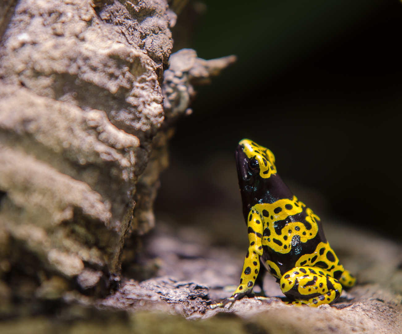 Gelbgebänderter Baumsteiger (Dendrobates Leucomelas)