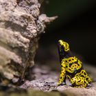 Gelbgebänderter Baumsteiger (Dendrobates Leucomelas)