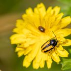 Gelbgebänderter Fallkäfer ( Cryptocephalus vittatus ) 