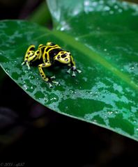 Gelbgebänderter Giftpfeilfrosch