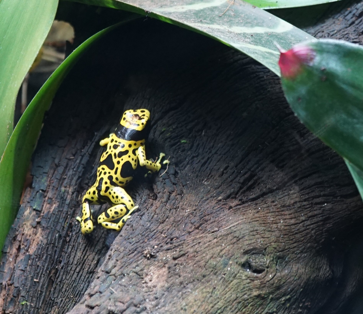 Gelbgebändeter Pfeilgiftfrosch