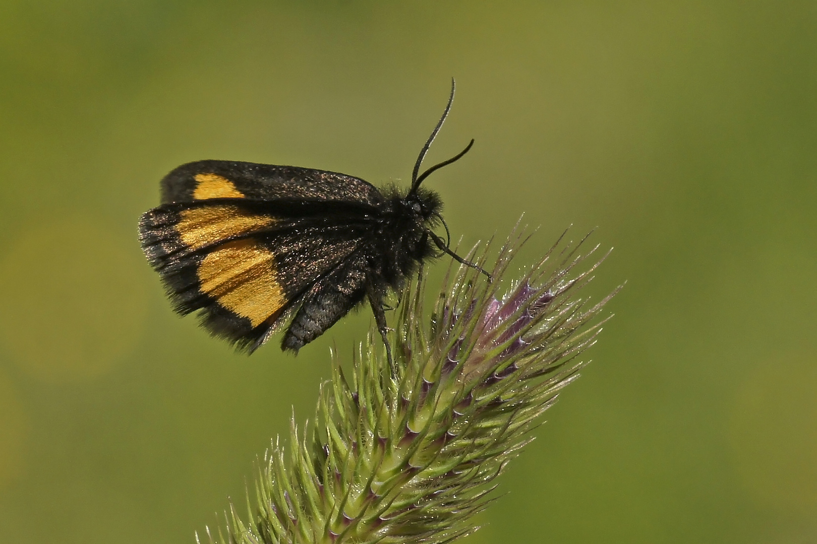 Gelbgeränderter Flachstirnspanner (Psodos quadrifaria)