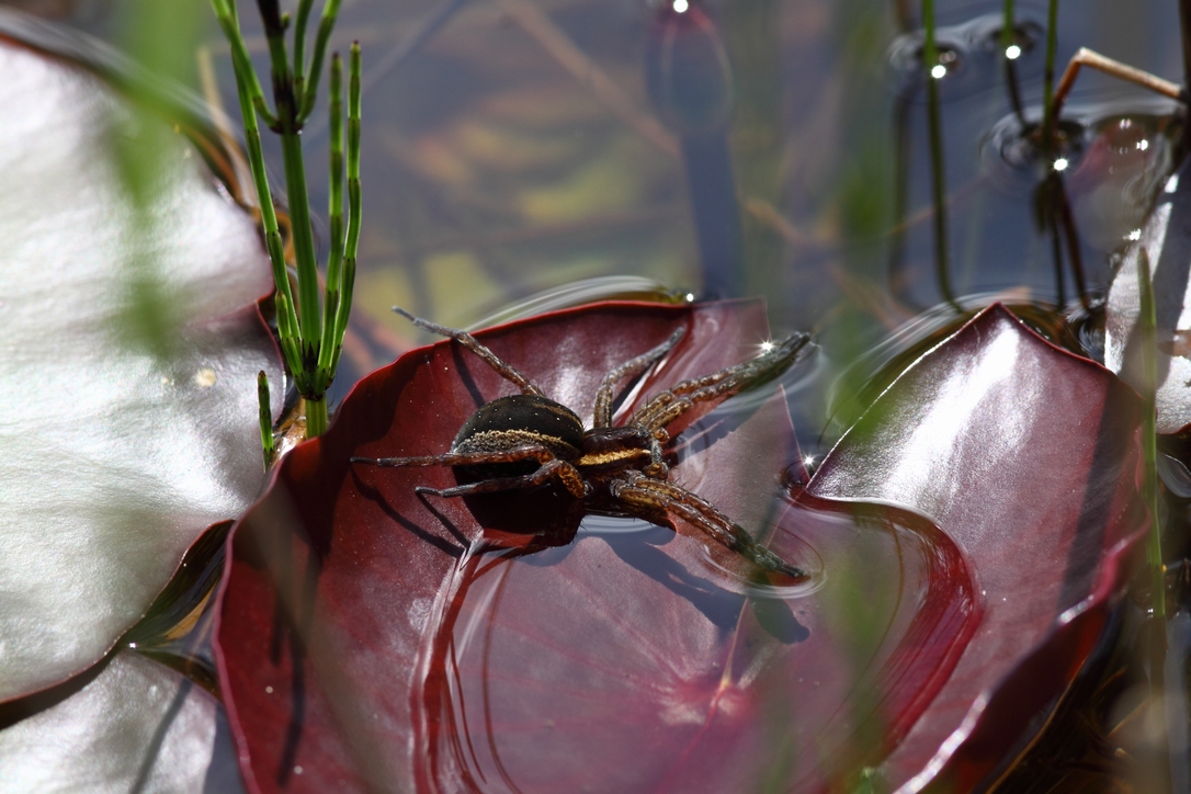 gelbgerandete Jagdspinne 3