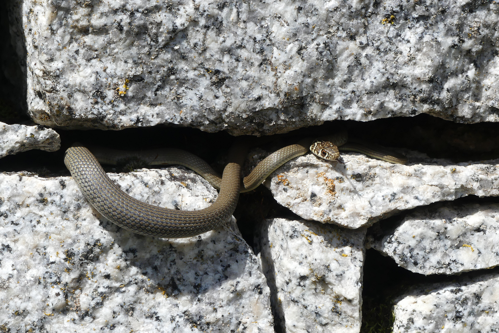 Gelbgrüne Zornnatter (Hierophis viridiflavus)