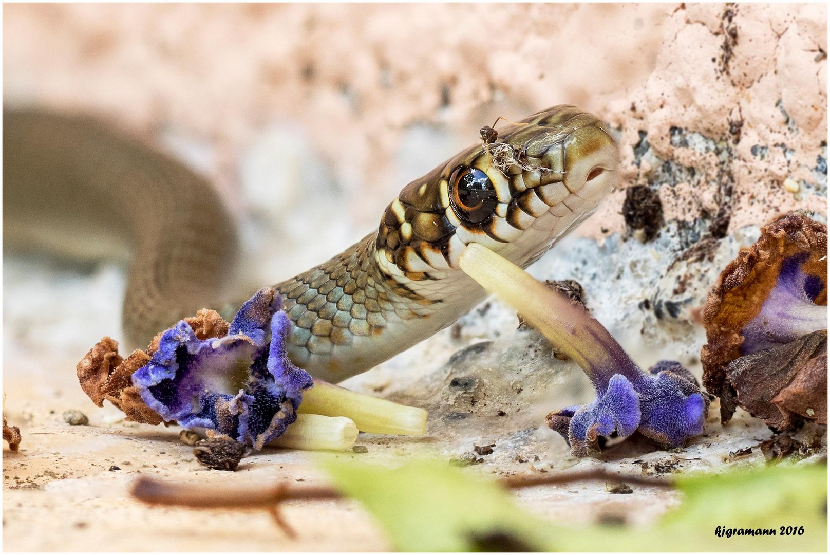 gelbgrüne zornnatter (hierophis viridiflavus)......