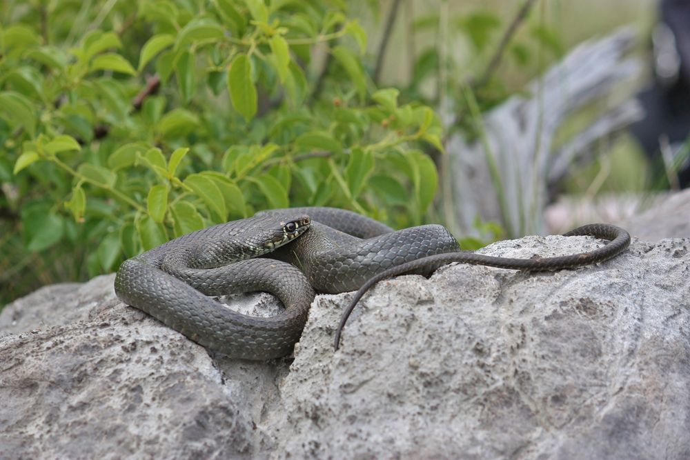 Gelbgrüne Zornnatter (Hierophis viridiflavus)